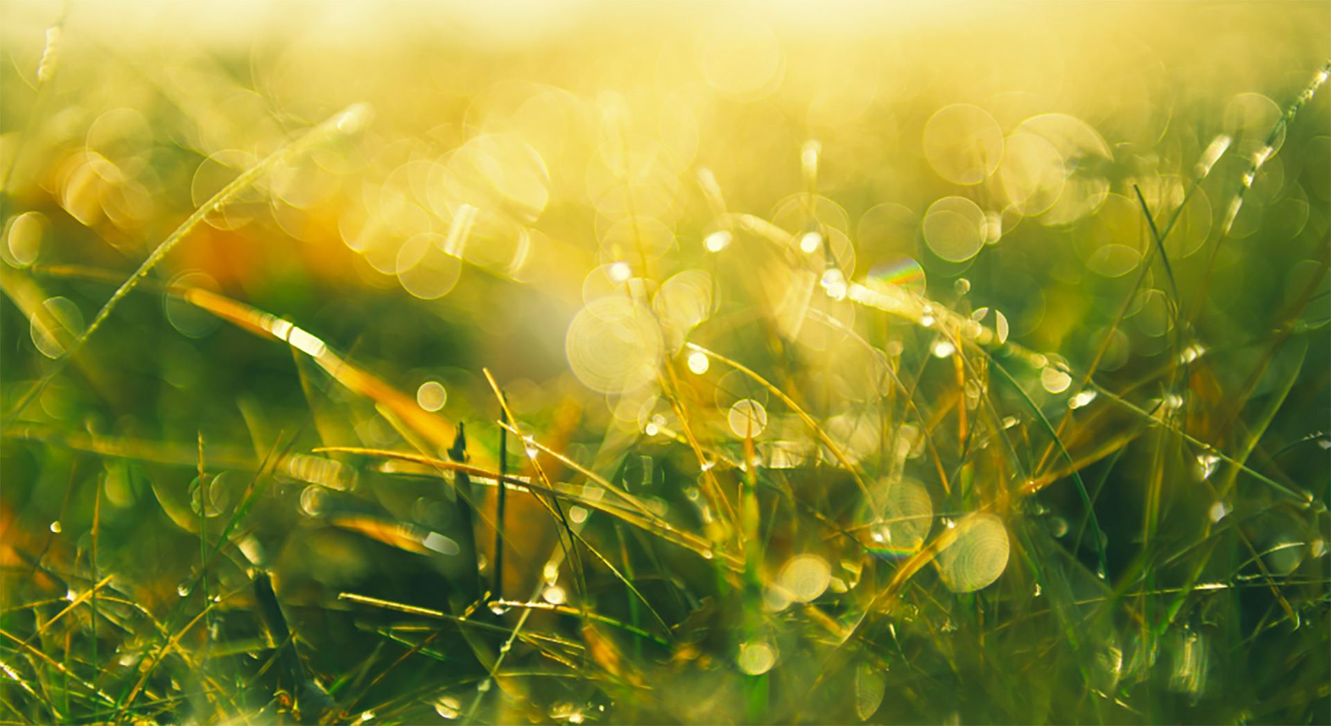gras